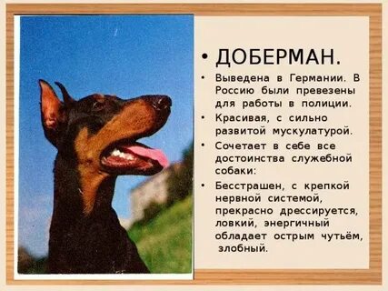 Доберман описание