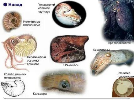 Класс головоногие представители