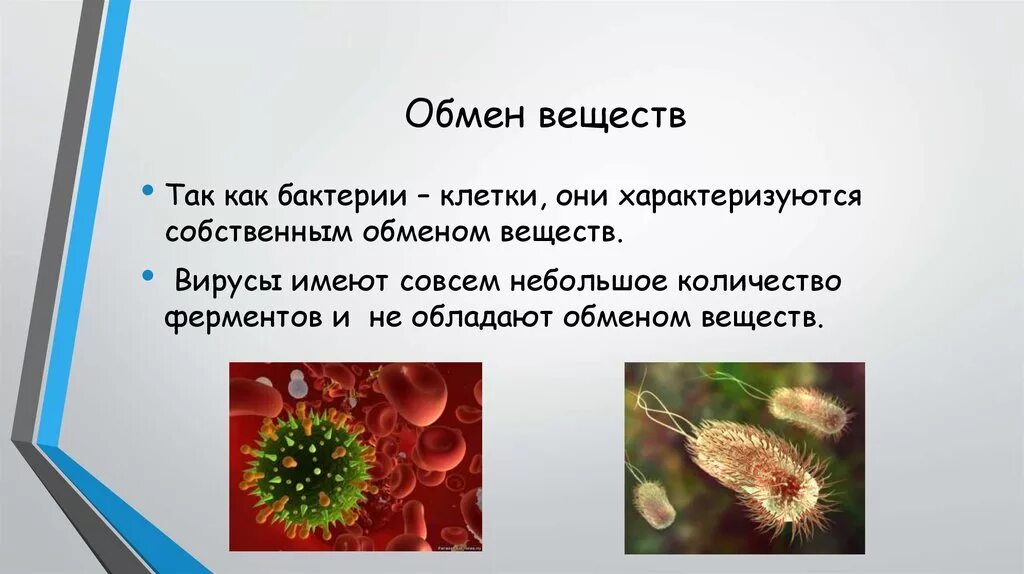 Обмен веществ у бактерий. Вирусы отличаются от бактерий. Вирусы обмен веществ. Отличие вируса от бактерии. Сходство и различие вирусов