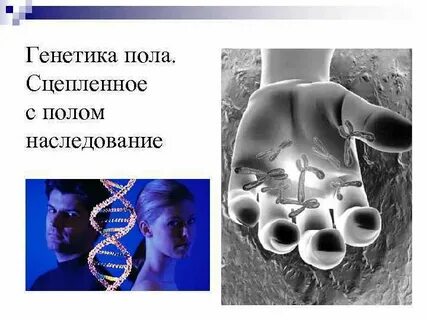 Генетика поло
