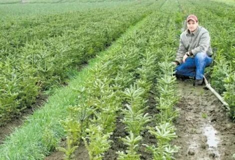 Human farming