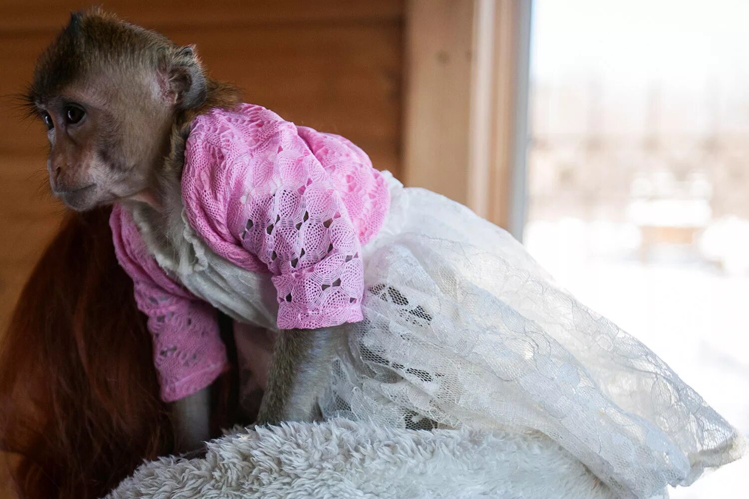 накрашенная обезьяна. шимпанзе в одежде. обезьянка в одежде. обезьяна в одежде. мартышка в платье.