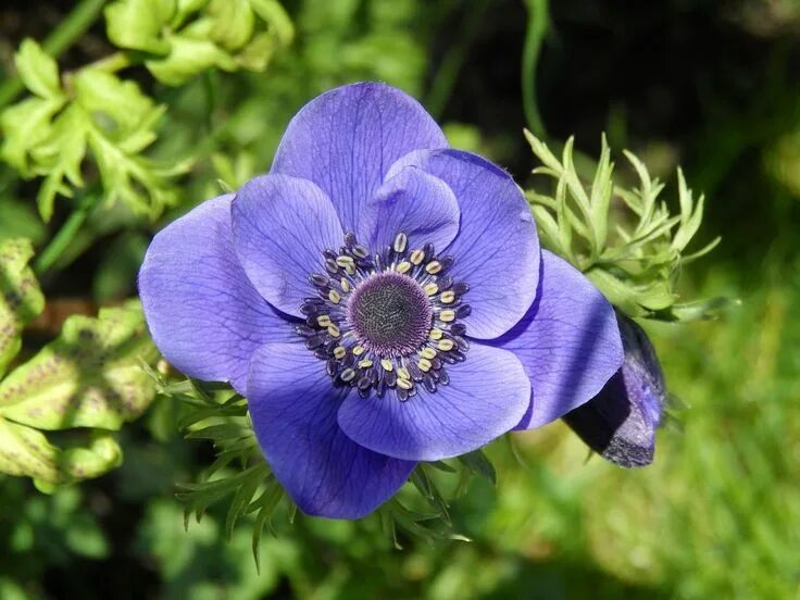 Цветы крупным планом. Цветок. Гибискус изменчивый (hibiscus mutabilis). Дикие цветы. Один цветок.