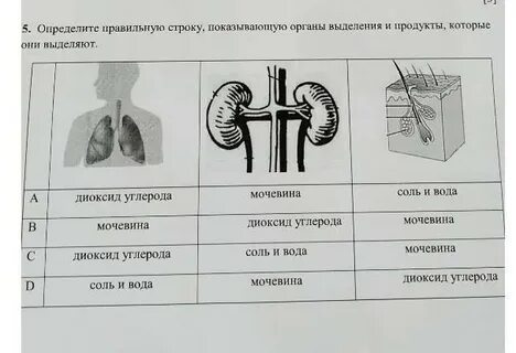 Органы выделения системы органов продукты выделения