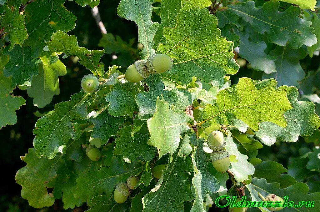 Дуб черешчатый (Quercus Robur l.). 3. Quercus Robur- дуб черешчатый. Дуб черешчатый канадский. Диаметр дуба черешчатого