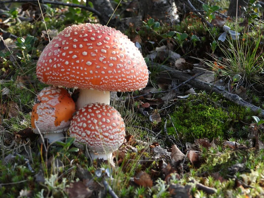 мухоморы слушать. мухомор треугольный. мухомор вселенная. боровик, сыроежка, мухомор;. красный мухомор сыроежка.