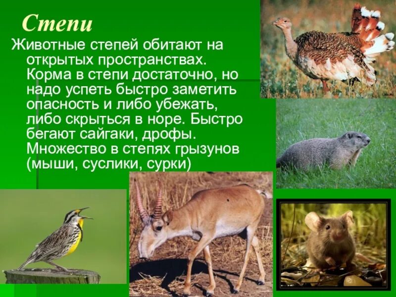 Животный мир степи. Животный мир степи презентация. Животный мир степи в России. Степные животные России. Какие животные степей на грани исчезновения