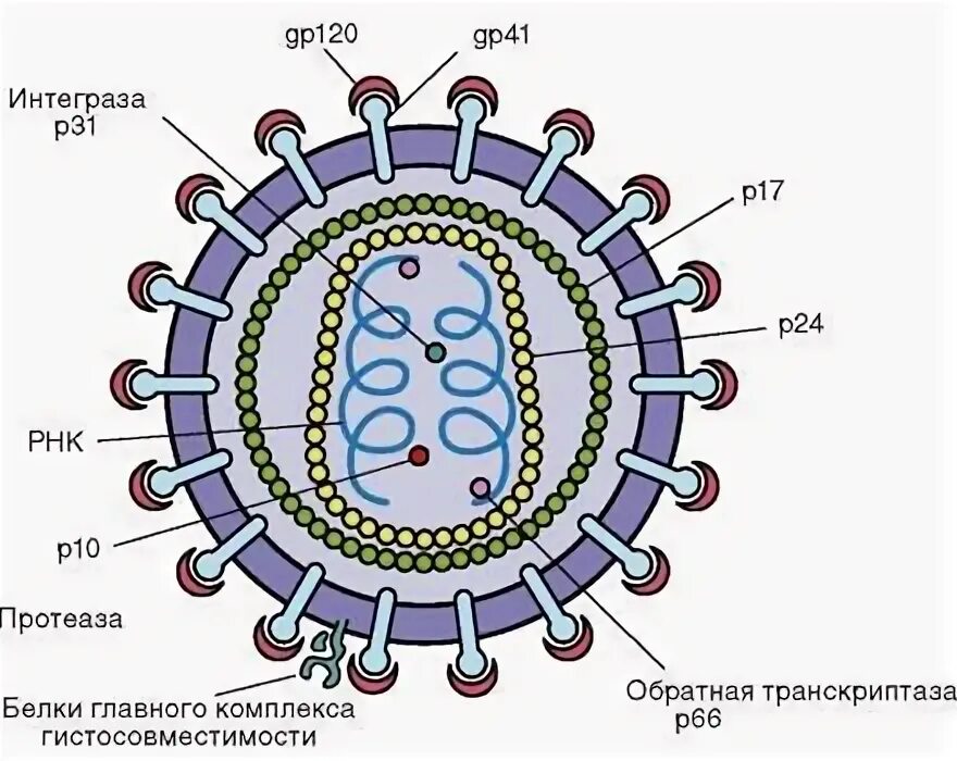 Вирус вич 1. Вирус иммунодефицита человека строение. вич строение вируса биология. структура вируса иммунодефицита человека вич 1 вич 2. строение вируса вич 1.