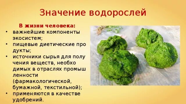Факты о водорослях. Роль водорослей. Интересные факты о водорослях. Интересные факты о зеленых водорослях.