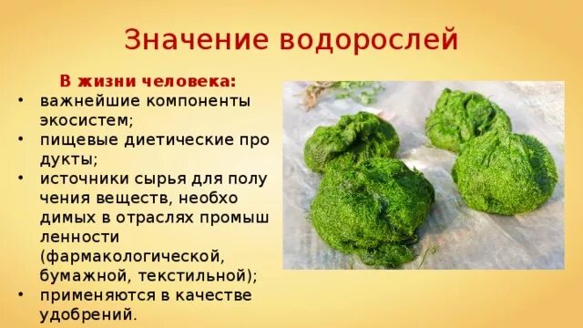 Сообщение водорослей в природе. Факты о водорослях. роль водорослей. интересные факты о водорослях. интересные факты о зеленых водорослях.