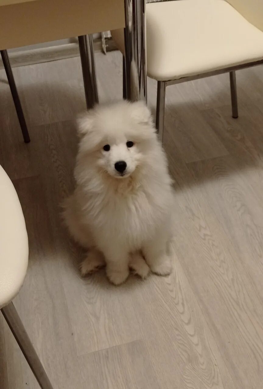 Самоедская лайка шерсть. Самоедская лайка. Самоед шерсть гипоаллергенная. Вещи из шерсти самоеда. Самоедская лайка шерсть.