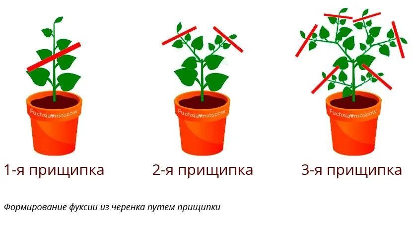 Как формировать ампельную