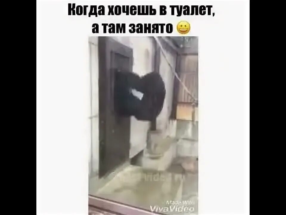 Терпеть туалет видео. Обезьяна пытается открыть дверь. Обезьяна ломиться в дверь. Обезьяна ломиться в дверь гифка. Обезьяна стучится в дверь.