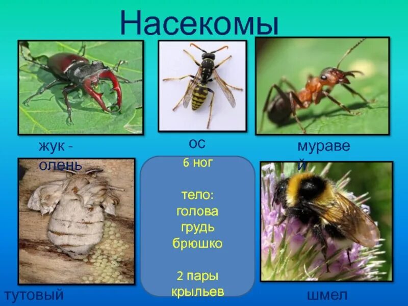 Оса олень. Жук Оса. Муравей и Оса. Муравей Оса насекомое. Насекомые жуки муравьи.