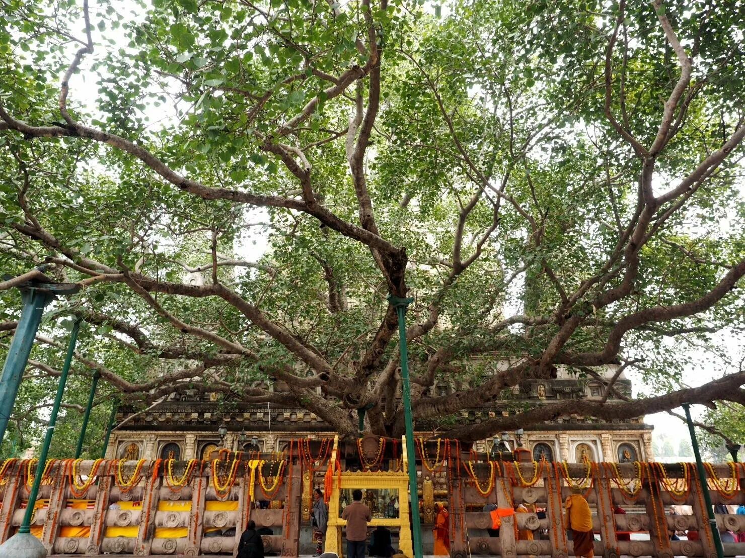 Деревья на шри ланке. Дерево Бодхи Шри Ланка. Дерево Бодхи в буддизме. Бодхгая дерево Бодхи. Анурадхапура Шри Ланка дерево Бодхи.