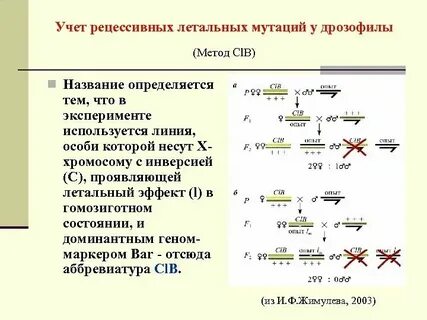 Летален в доминантном состоянии
