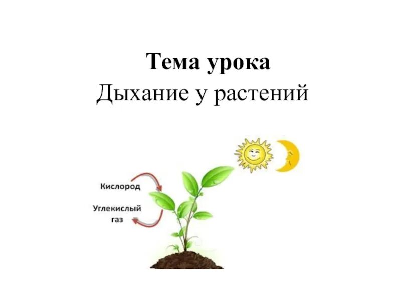 Урок дыхание растений. Схема питания и дыхания растений 3 класс. Биология дыхание растений. Схема фотосинтеза и дыхания растений. Схема процесса дыхания растения.