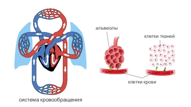 Взаимосвязь дыхательной и кровеносной систем. Органы дыхания и кровообращения 3 класс. Циркуляция крови. Кровообращение 3 класс.