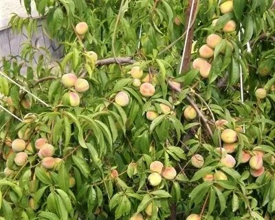 Персик воронежский кустовой