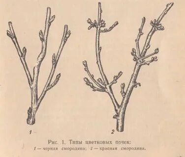 Побег смородины