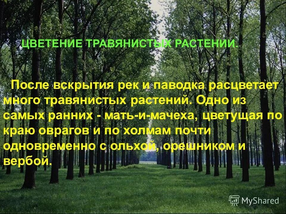 Весенние явления природы окружающий мир