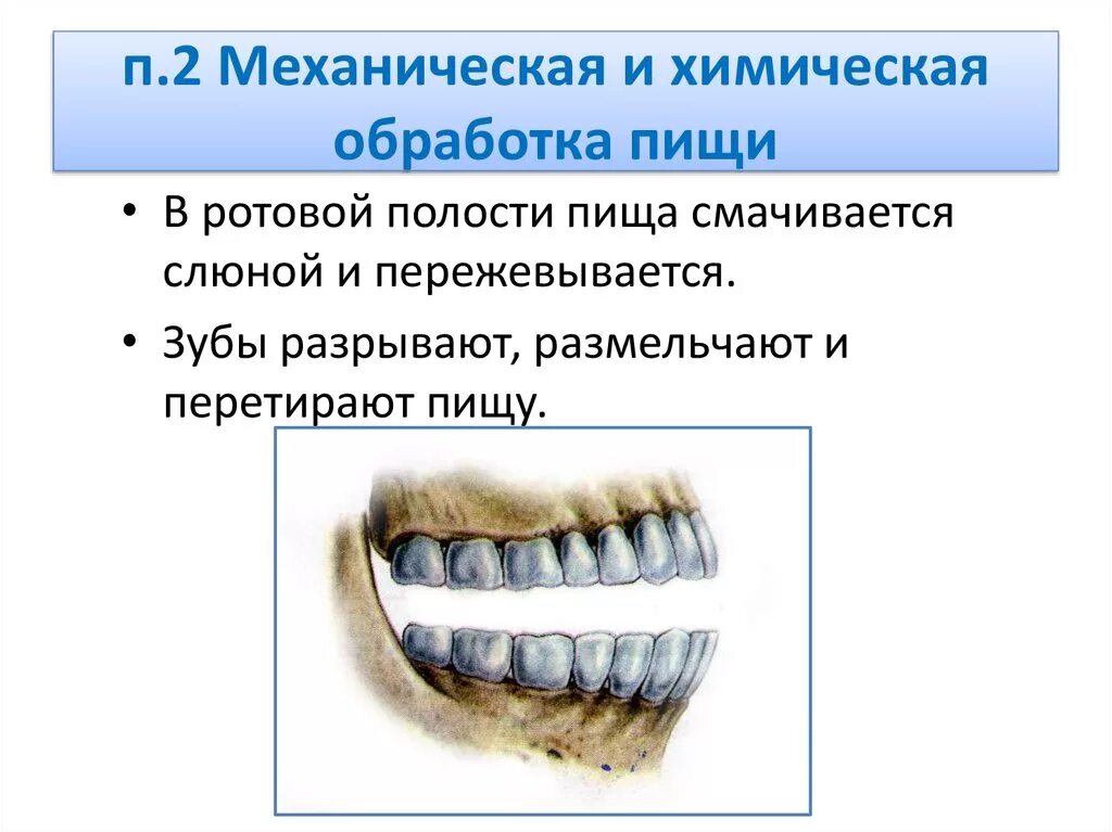 В ротовой полости пища смачивается. Химическая и механическая обработка пищи в полости рта. Механическая и химическая переработка пищи в ротовой полости. Обработка пищи в ротовой полости. Механическая обработка пищи в ротовой полости.