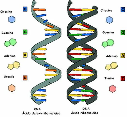 ДНК. Структура ДНК. Модель ДНК. Схематическое изображение структуры ДНК.