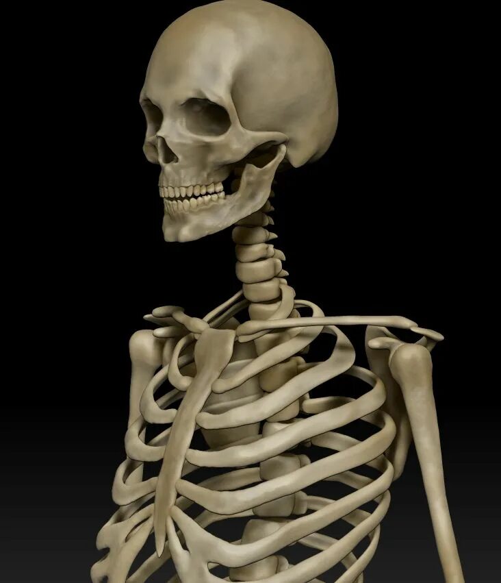 Скелет человека. Скелет человека со всех сторон. Человечий скелет. Скелет человека 3d модель.