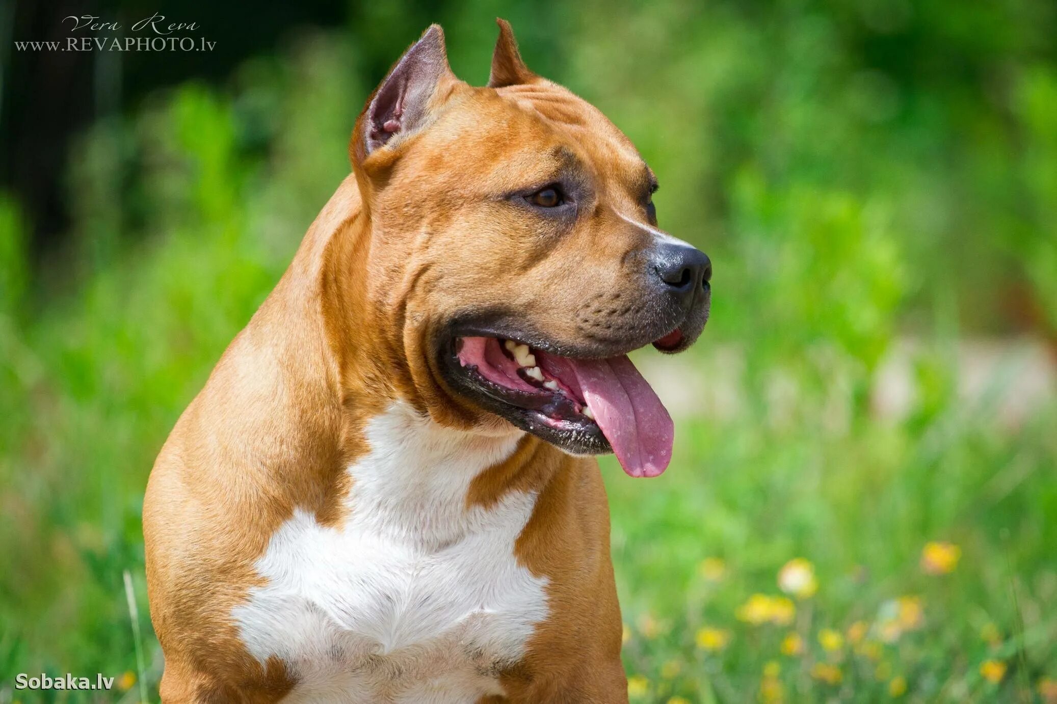 Став щенки. Стаффордширский терьер амстафф. Став щенки. Став щенки. Стафф терьер щенок.