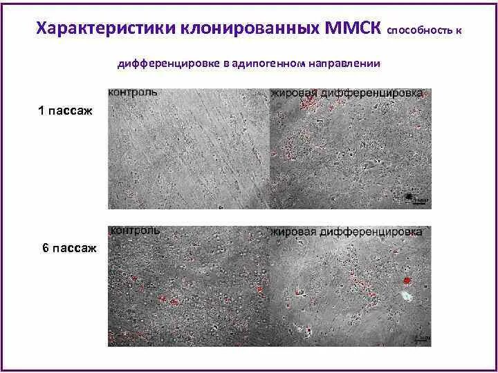 Нарушение дифференцировки тканей. Мультипотентные мезенхимальные стромальные клетки ммск. адипогенная дифференцировка. дифференцировка мультипотентных мезенхимальных клеток и тканей. дифференцировка ммск.