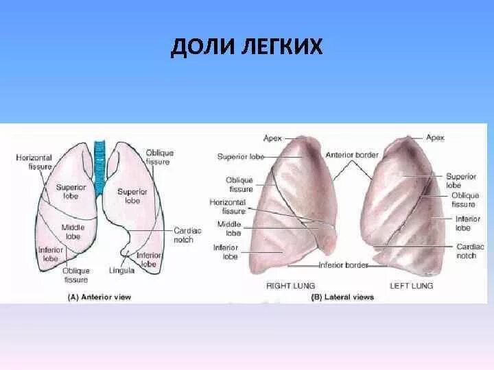 Три доли легкого. Доли легких. Доли правого легкого. Легкие доли анатомия. Деление легких на доли.