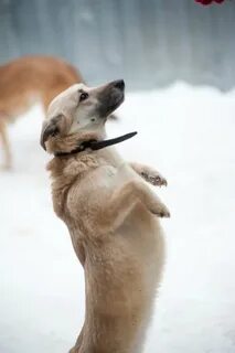 Молли песиком