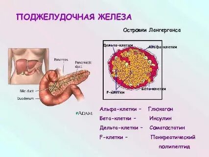 Функции бета клеток