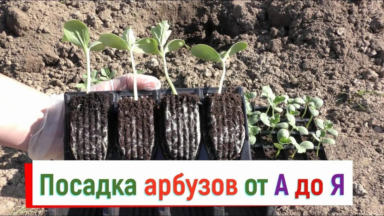 Высадка арбузов в грунт. Посадка арбузов в лунки. Грунт для рассады арбузов и дынь. Пересадка арбузов. Посев арбуза дыни