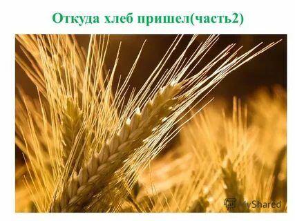 Откуда пришел