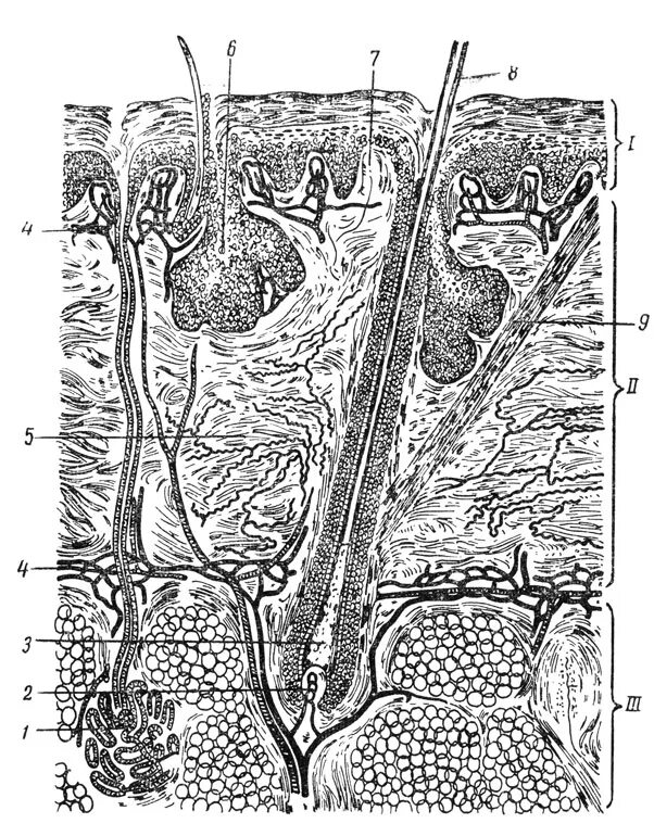 кожа 3. 233 leather lll. фарм борейской кожи. эльф крови паладин трансмог. фарм грубой кожи 3.