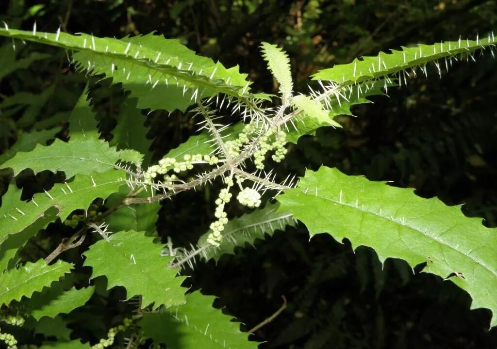 Крапива Онгаонга. Urtica Ferox – Крапивное дерево Онгаонга. Крапивное дерево (Urtica Ferox),. Онгаонга свирепая крапива.