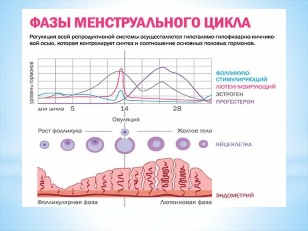 Вторая фаза менструационного. Фазы менструального цикла физиология. Фазы менструационного цикла и гормоны. Фазы менструационного цикла физиология. Физиология овариально-менструационного цикла.