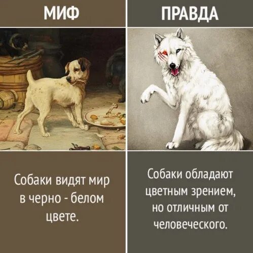 Сколько собак видишь. Мифы о собаках картинки. Собаки не различают цвета. Какие цвета видят собаки. Как видят собаки.