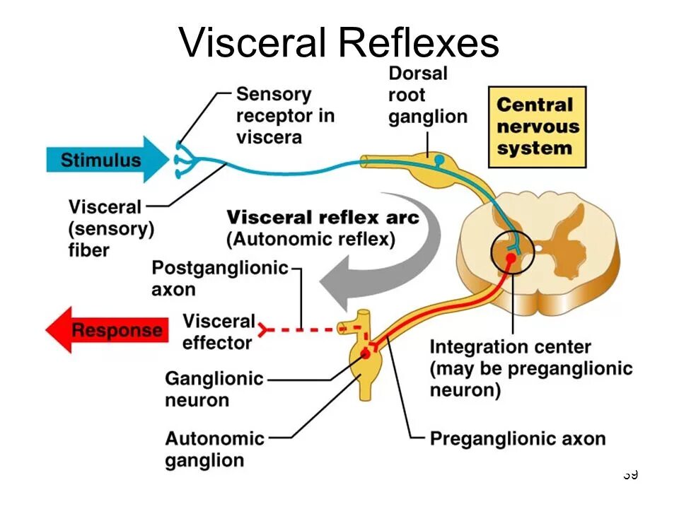 Reflex Arc of the Autonomic nervous System. Autonomic Reflex Arc. Reflex Arc Physiology. Viscera Somatic Reflex.