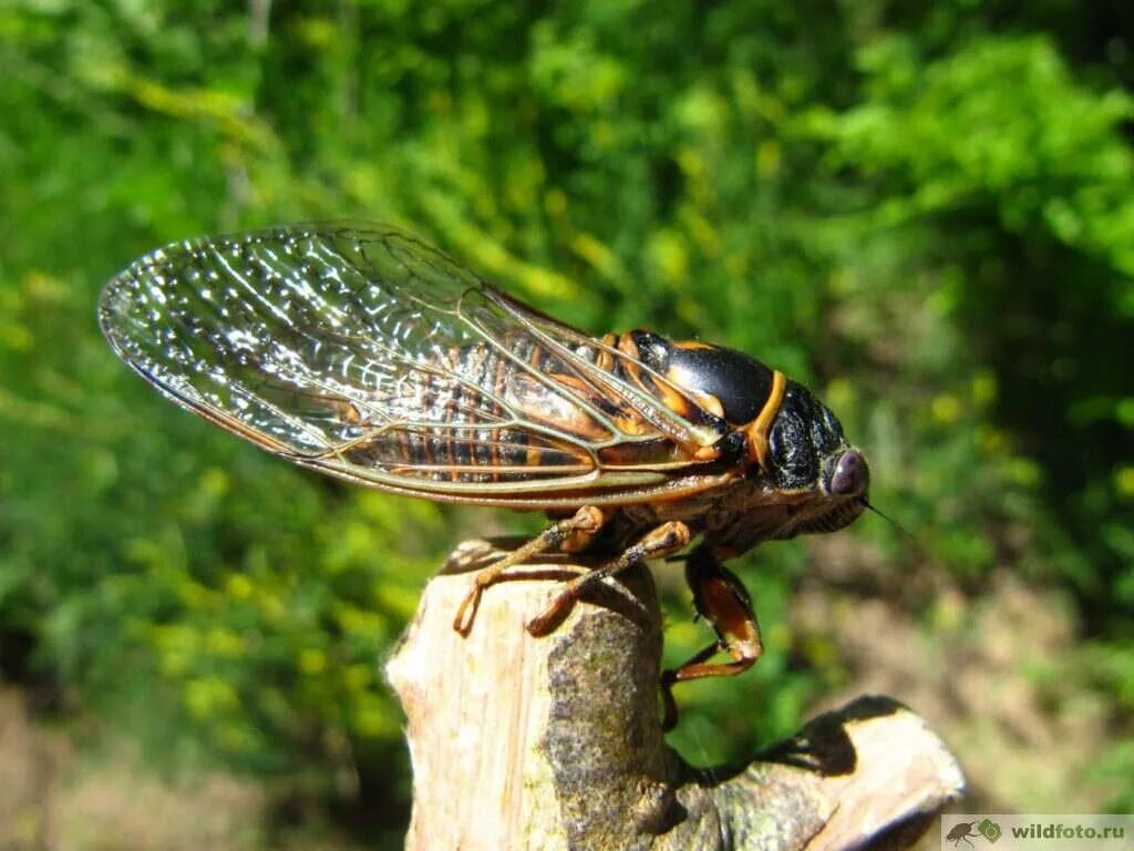 Периодические цикады. Цикада обои. Цикада весны и осени. Цикады летом. Цикады в греции на деревьях.
