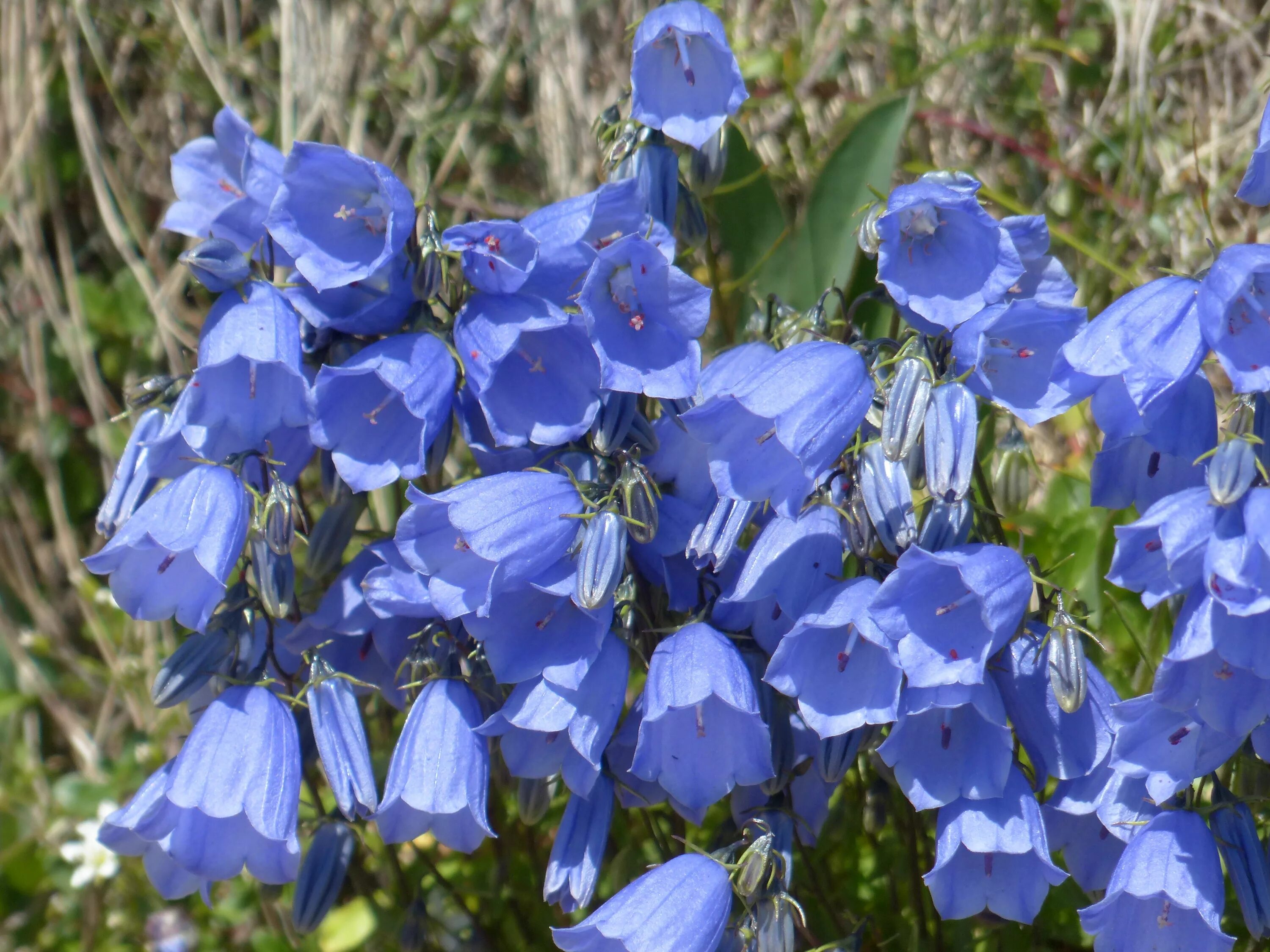 Колокольчики цветение. Колокольчик Карпатский Изабель. Campanula cochleariifolia. Колокольчик Кампанула голубой. Колокольчик Campanula Viking.