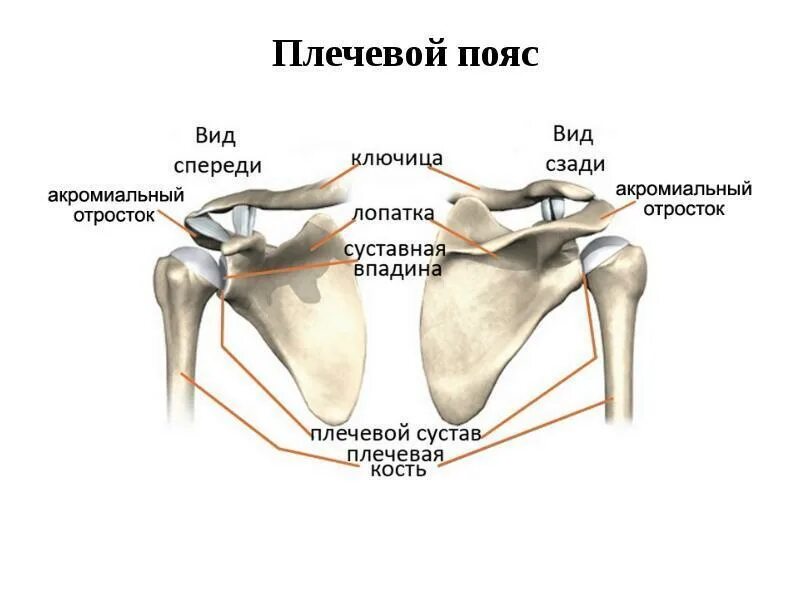 Карточки Пояс верхней конечности/лопатка+ключица+плечевая кость Quizlet