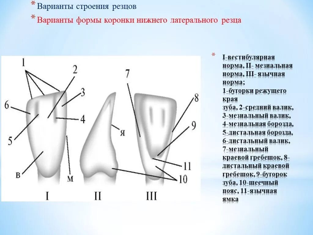 Клыки поверхность зуба