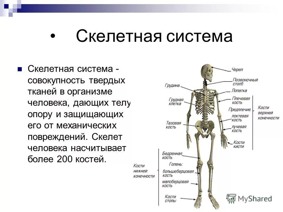 Ткань скелета человека