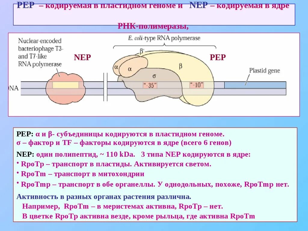 РНК полимераза строение субъединицы. РНК-полимераза в эукариотических клетках. Механизм действия РНК-полимераз. РНК-полимеразы митохондрий и хлоропластов..