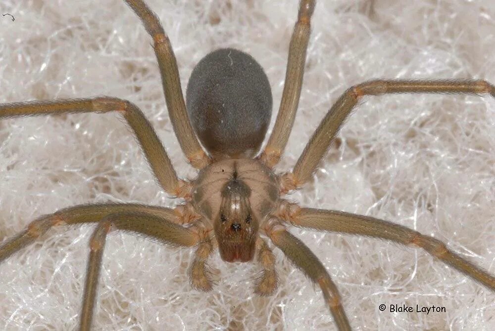 Паук коричневый фото. Brown recluse spider паук. Коричневый паук отшельник. Коричневый паук отшельник. Паук коричневый фото.