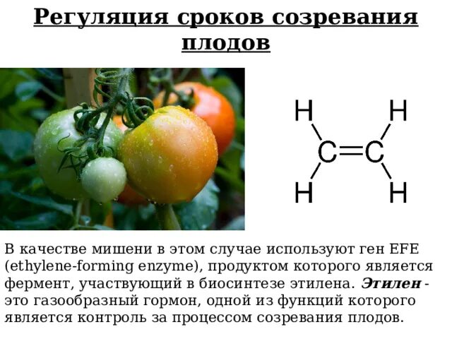 Внутри плодов созревают. Созревание плодов. Этилен ускоряет созревание плодов. Этилен в растениях. Этилен ускоряет созревание фруктов.