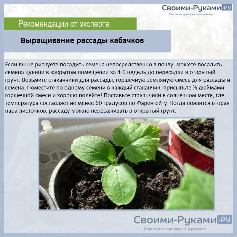 Когда сажать рассаду кабачков дома. Высаживать рассаду кабачков. Когда высаживать рассаду кабачков в открытый грунт. Кабачки рассада когда сажать в открытый. Как садить рассаду кабачков.