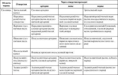 Череп кости таблица